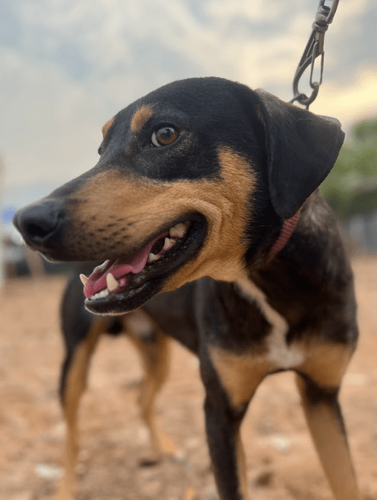 Cão