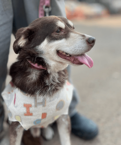 Cão