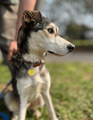 Cão
