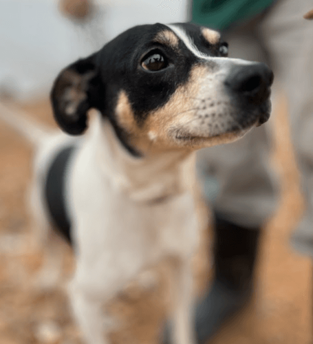 Cão