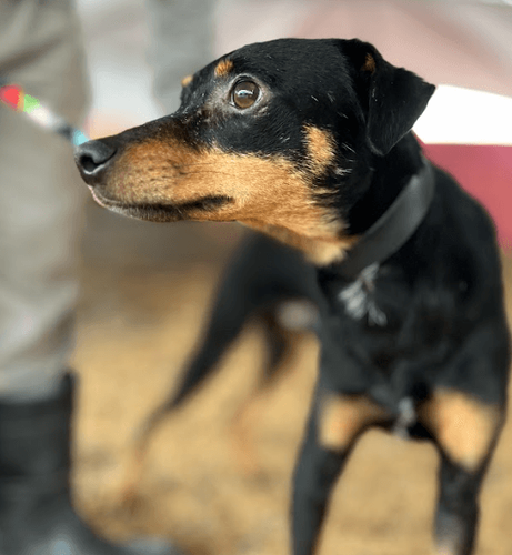 Cão