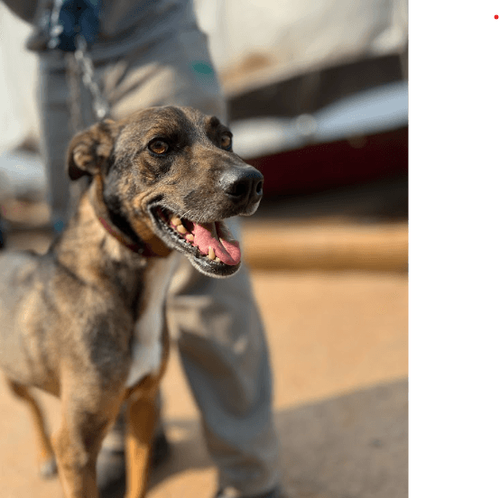 Cão