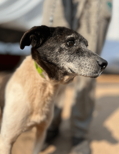 Cão