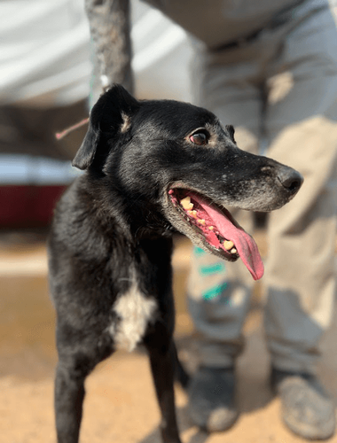 Cão