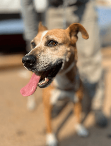 Cão