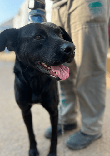 Cão