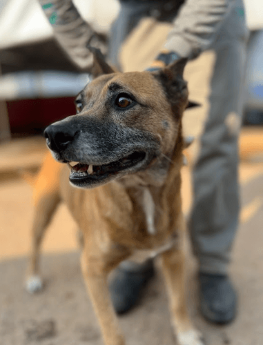 Cão