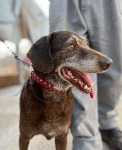 Cão
