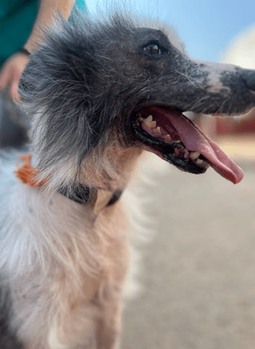 Cão