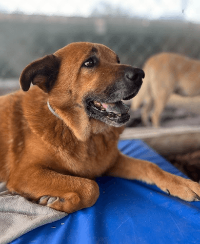 Cão