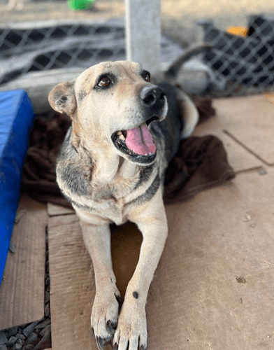 Cão