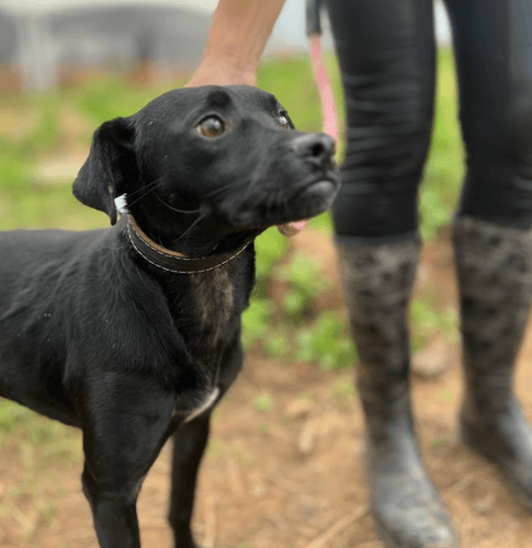 Cão