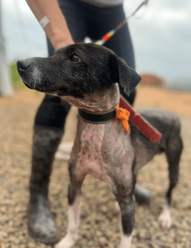 Cão