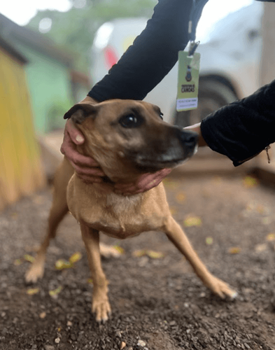 Cão