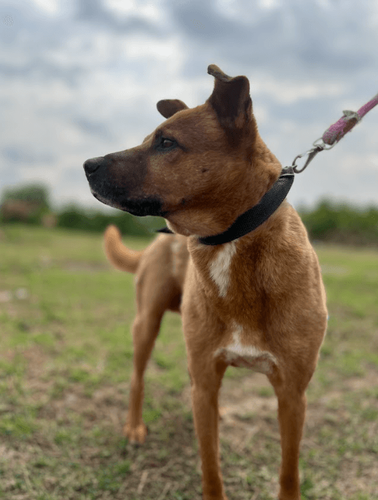 Cão