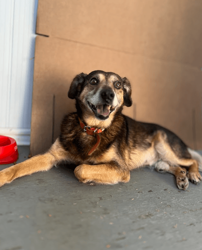 Cão