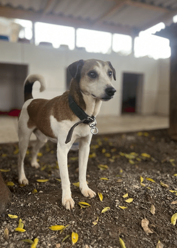 Cão