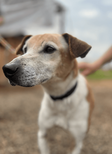 Cão