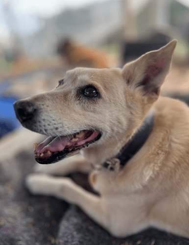Cão