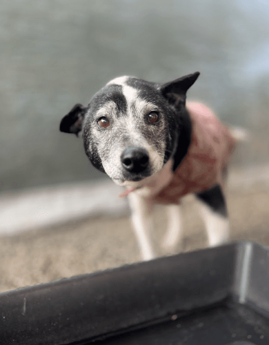 Cão
