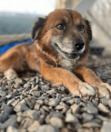 Cão