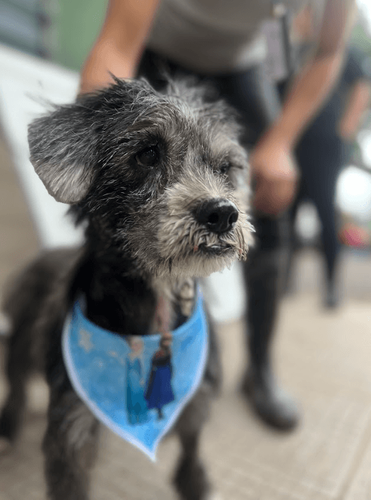 Cão