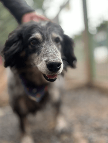 Cão