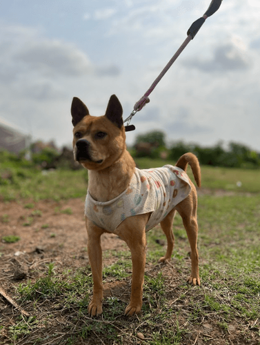Cão