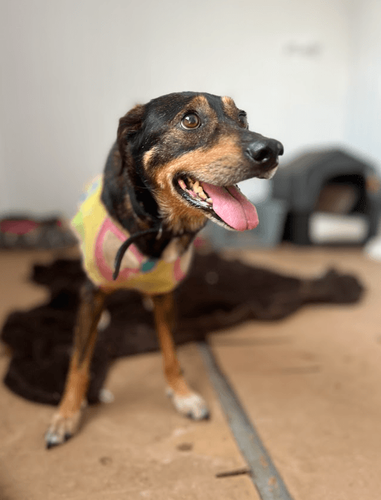 Cão