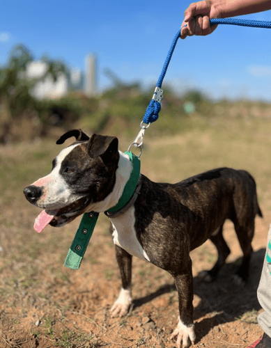 Cão