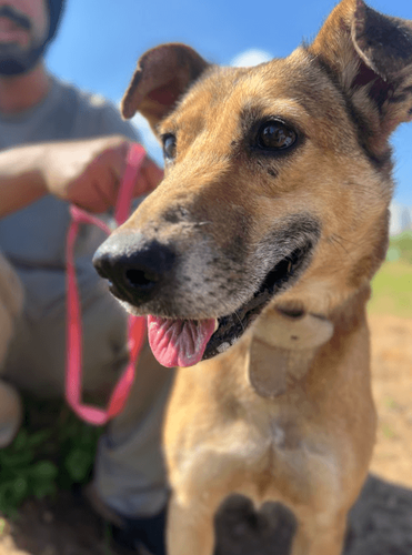 Cão