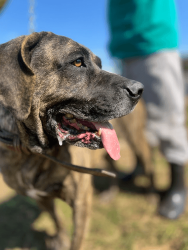 Cão
