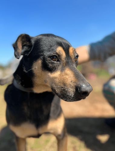 Cão