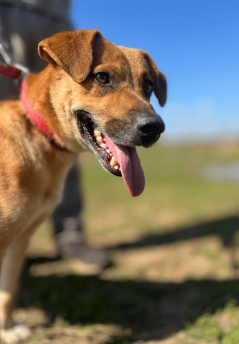 Cão