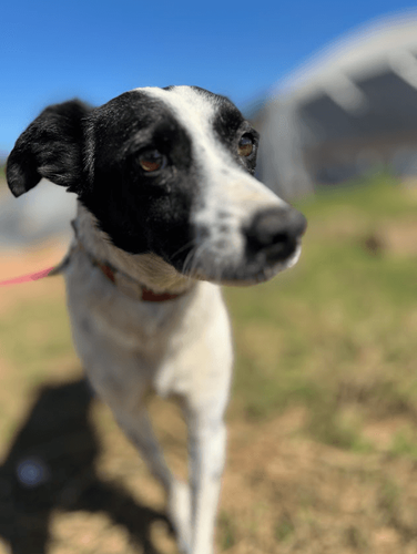 Cão
