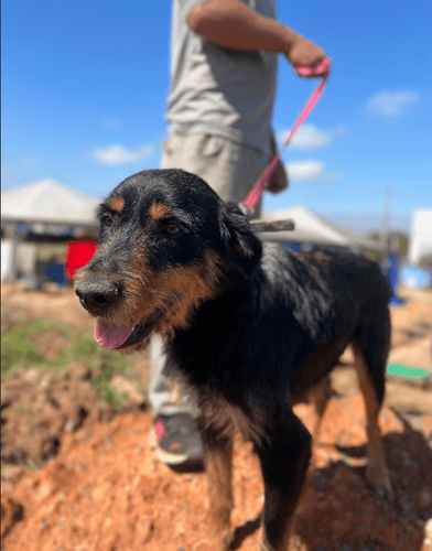 Cão