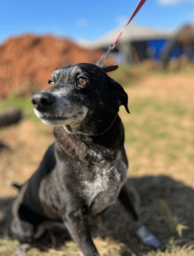 Cão