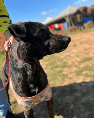 Cão