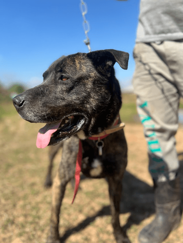 Cão