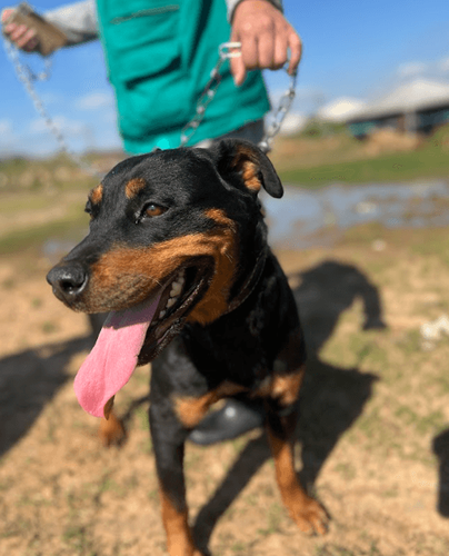 Cão