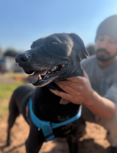 Cão