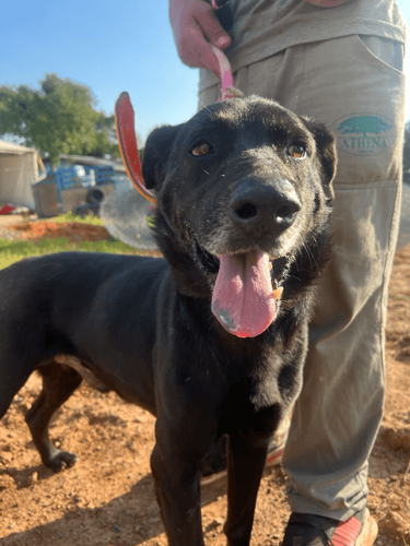 Cão