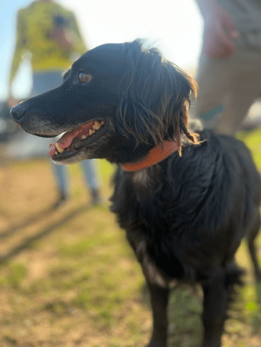 Cão