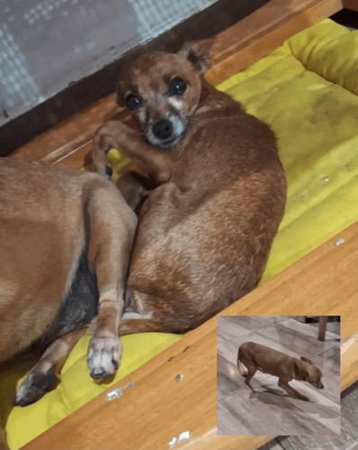 Cão