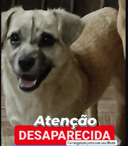 Pitoca