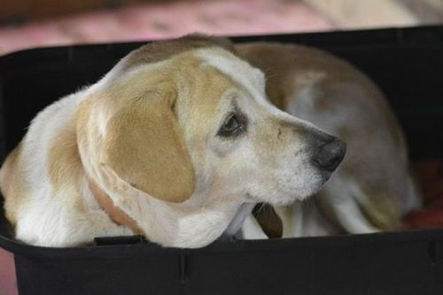 Cão