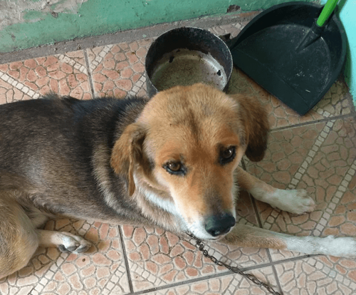 Totó