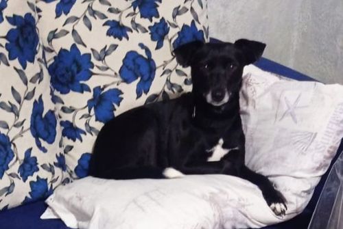 Cão