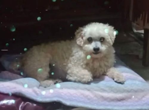 Cão
