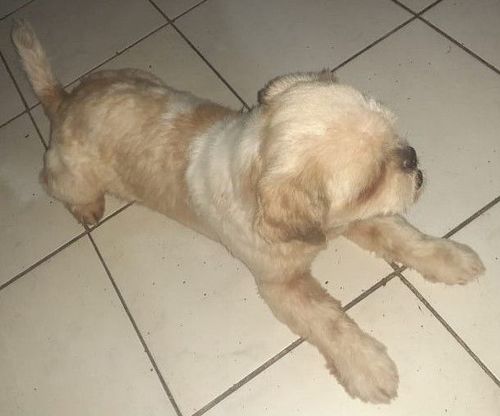Duke